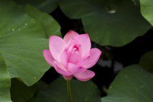 Secure Lotus365 Id in India Review 2026: Bonus, App, Withdrawal Tested